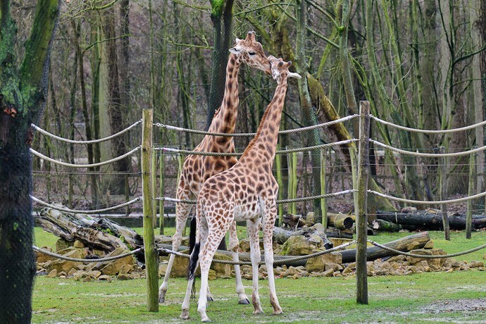 Planckendael Giraf