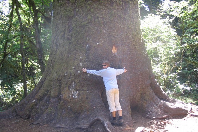 Sitka Spruce tree