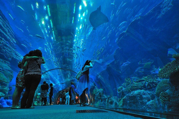 dubai mall aquarium